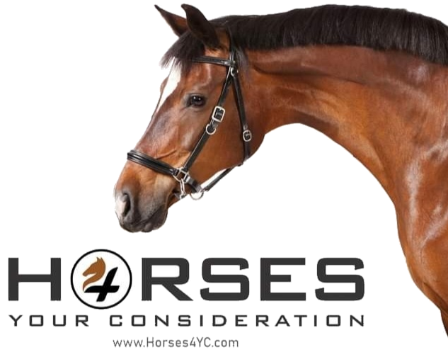 Horses 4 Your Consideration